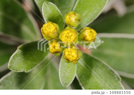 自然　植物　イソギク、枝分かれした茎先に黄色花が詰まった小さな頭状花を複数つけます 109881550