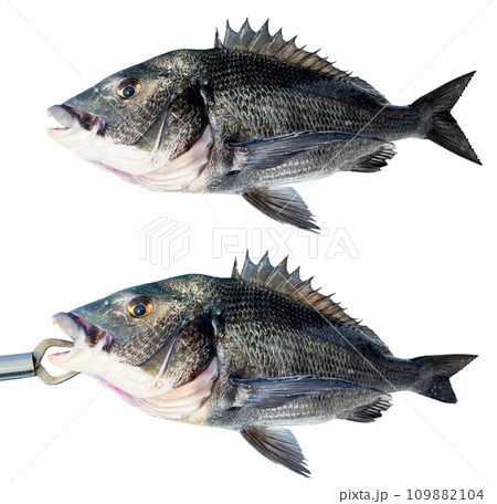 【白背景】海釣り釣果2種類セット 50cmの黒鯛(チヌ)を釣りフィッシュグリップで持つ 【白背景】海釣り釣果2種類セット 50cmの黒鯛(チヌ)を釣りフィッシュグリップで持つ 109882104