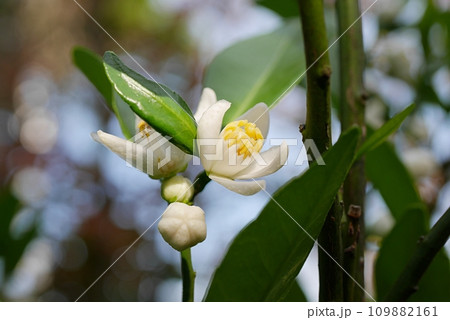 小みかんの花20220506 小みかんの花20220506 109882161