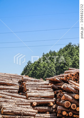 伐採後の積み上げられた丸太 109882232