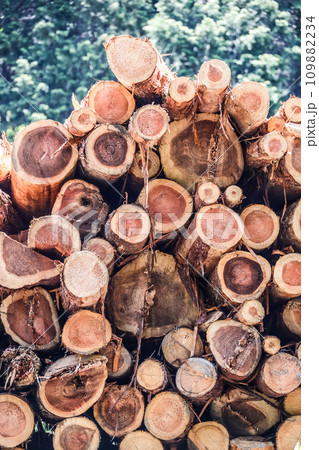 伐採後の断面を見る積み上げられた丸太 109882234