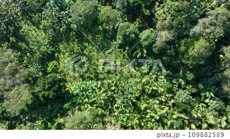 Beautiful palm trees forest landscape Beautiful palm trees forest landscape 109882589