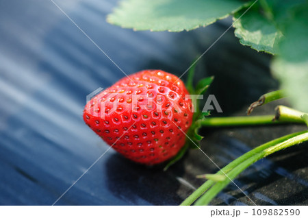 Strawberry fruits in growth in garden Strawberry fruits in growth in garden 109882590