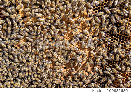 Abstract hexagon structure is honeycomb from bee hive filled Abstract hexagon structure is honeycomb from bee hive filled 109882686