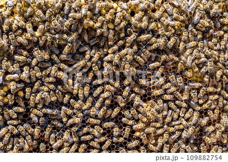 Abstract hexagon structure is honeycomb from bee hive filled 109882754