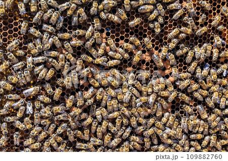 Abstract hexagon structure is honeycomb from bee hive filled 109882760