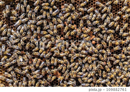 Abstract hexagon structure is honeycomb from bee hive filled 109882761