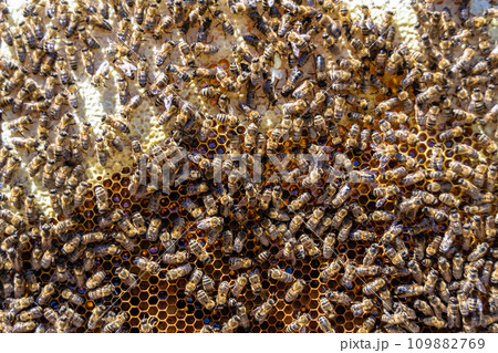Abstract hexagon structure is honeycomb from bee hive filled Abstract hexagon structure is honeycomb from bee hive filled 109882769