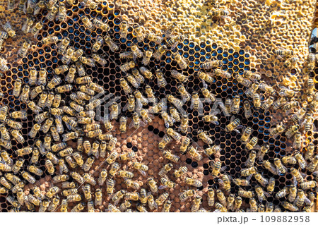 Abstract hexagon structure is honeycomb from bee hive filled Abstract hexagon structure is honeycomb from bee hive filled 109882958