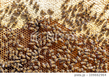 Abstract hexagon structure is honeycomb from bee hive filled Abstract hexagon structure is honeycomb from bee hive filled 109882964