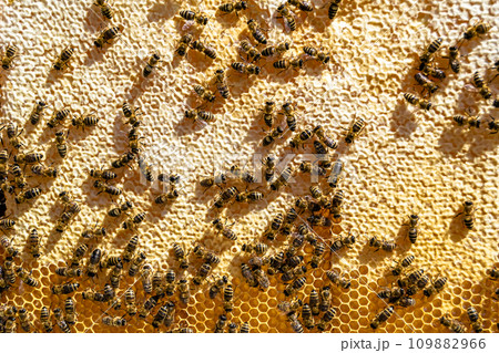 Abstract hexagon structure is honeycomb from bee hive filled 109882966