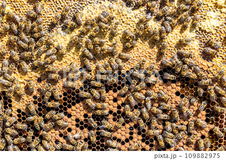 Abstract hexagon structure is honeycomb from bee hive filled Abstract hexagon structure is honeycomb from bee hive filled 109882975