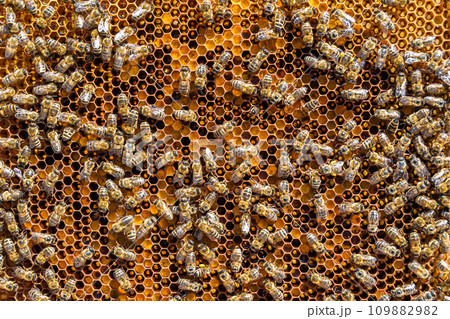Abstract hexagon structure is honeycomb from bee hive filled Abstract hexagon structure is honeycomb from bee hive filled 109882982