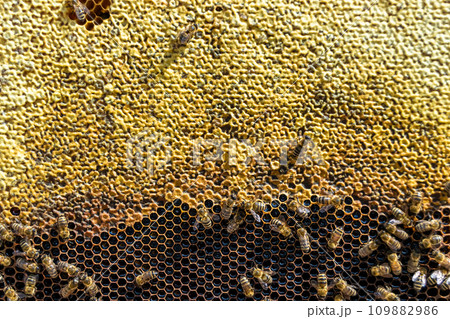 Abstract hexagon structure is honeycomb from bee hive filled Abstract hexagon structure is honeycomb from bee hive filled 109882986