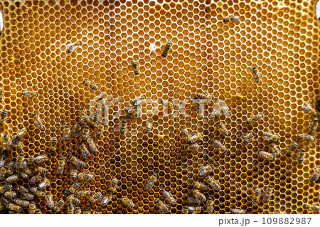 Abstract hexagon structure is honeycomb from bee hive filled Abstract hexagon structure is honeycomb from bee hive filled 109882987