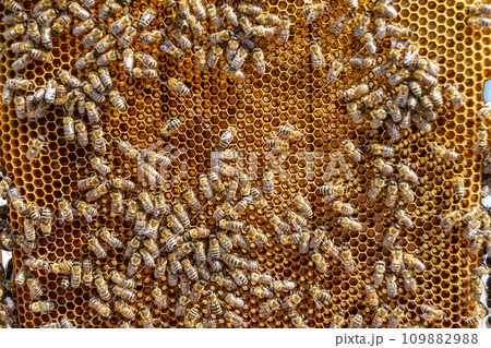Abstract hexagon structure is honeycomb from bee hive filled Abstract hexagon structure is honeycomb from bee hive filled 109882988