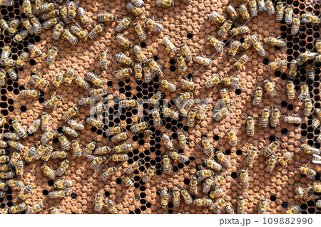 Abstract hexagon structure is honeycomb from bee hive filled Abstract hexagon structure is honeycomb from bee hive filled 109882990