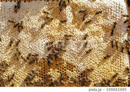 Abstract hexagon structure is honeycomb from bee hive filled 109882995