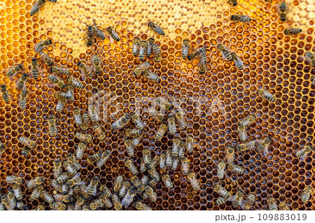 Abstract hexagon structure is honeycomb from bee hive filled 109883019