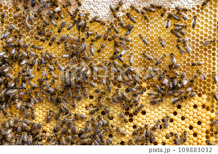 Abstract hexagon structure is honeycomb from bee hive filled Abstract hexagon structure is honeycomb from bee hive filled 109883032