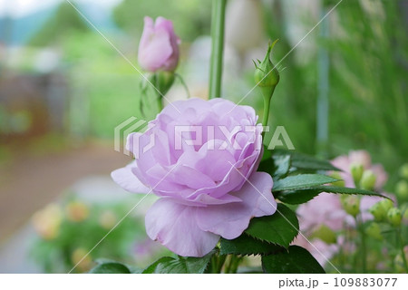 薄紫の薔薇20220501 109883077