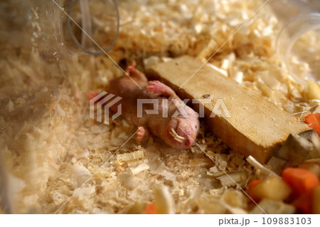 ヘソ天で眠るハダカデバネズミ 109883103