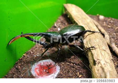 ヘラクレス・リッキー ヘラクレス・リッキー 109883983