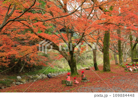 大寧寺の紅葉 109884448
