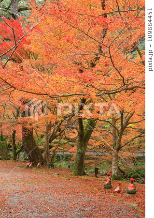 大寧寺の紅葉 109884451