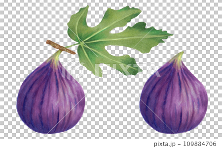 Purple fig.Whole fruit with and without leaves for food packaging,juices,menu.Botanical illustration drawn with markers and watercolor.Summer tropical fruit for healthy lifestyle.Handmade isolated art 109884706