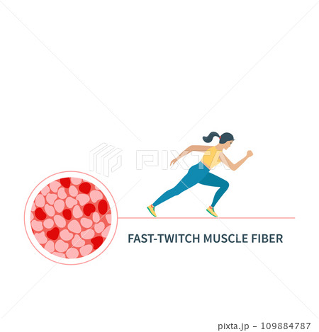 Fast twitch white muscle fiber type illustration 109884787