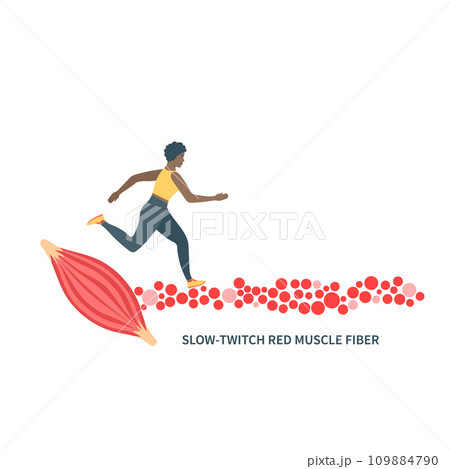 Slow twitch red muscle fiber type illustration 109884790