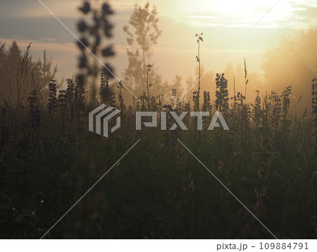 Lupine flowers in summer field at sunset. Purple flowers in summer meadow.  109884791