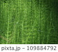 Forest horsetails thickest is the undergrowth  109884792