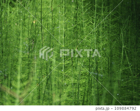 Forest horsetails thickest is the undergrowth Forest horsetails thickest is the undergrowth 109884792