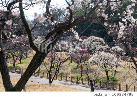 梅の花のある公園 109884799