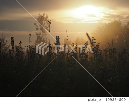 Lupine flowers in summer field at sunset. Purple flowers in summer meadow.  109884800