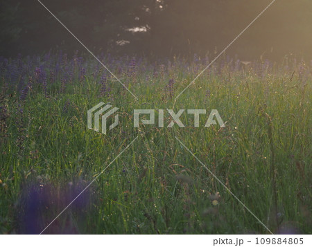 Lupine flowers in summer field at sunset. Purple flowers in summer meadow.  109884805