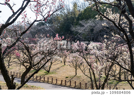 梅の花が満開になった梅園 梅の花が満開になった梅園 109884806