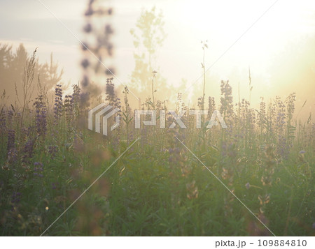 Lupine flowers in summer field at sunset. Purple flowers in summer meadow.  109884810