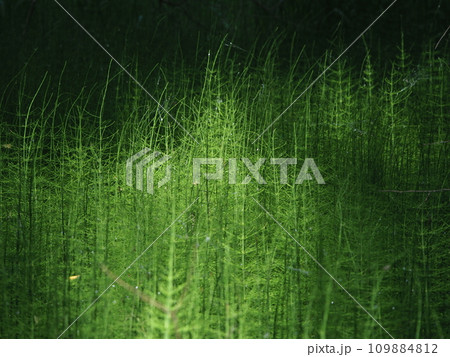 Forest horsetails thickest is the undergrowth  109884812