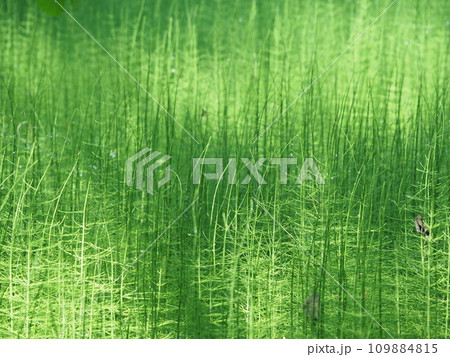 Forest horsetails thickest is the undergrowth  109884815