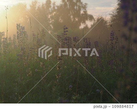 Lupine flowers in summer field at sunset. Purple flowers in summer meadow.  109884817