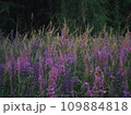 Lupine flowers in summer field at sunset. Purple flowers in summer meadow.  109884818