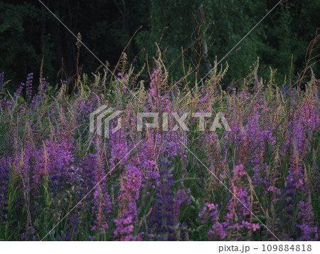 Lupine flowers in summer field at sunset. Purple flowers in summer meadow.  109884818