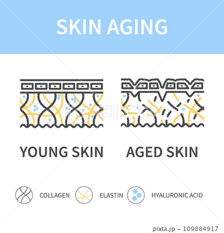 Young and aging skin cross section diagram Young and aging skin cross section diagram 109884917