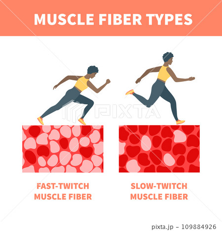 Slow twitch and fast twitch muscle fiber types illustration 109884926