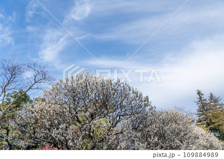 青空に映える満開の梅の花 青空に映える満開の梅の花 109884989