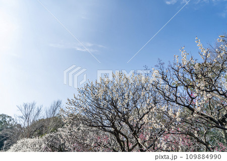 青空に映える満開の梅の花 青空に映える満開の梅の花 109884990