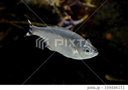 ギンユゴイ 109886151